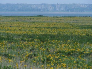 野付半島原生花園